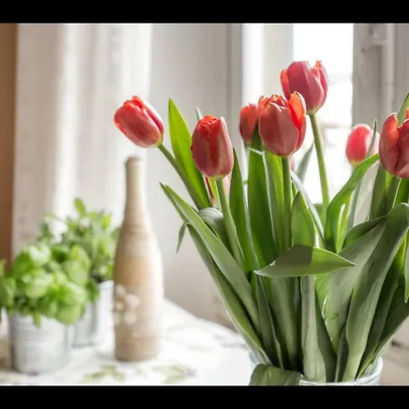 Susy Apartment, Lightly And Quiet With Gardnview *